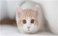 猫可以吃红薯吗生的还是熟的