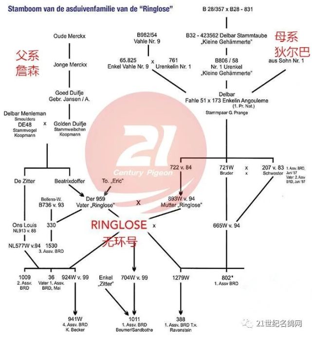 德国70%以上的鸽友都拥有无环号的血系 德国70%以上的鸽友都拥有无环号的血系