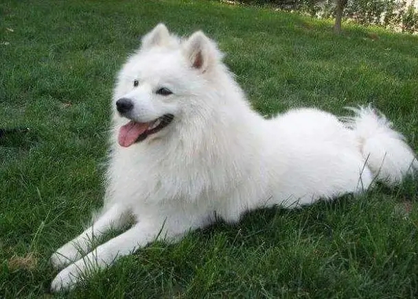 萨摩耶犬细小能治好吗？能！用对方法就行