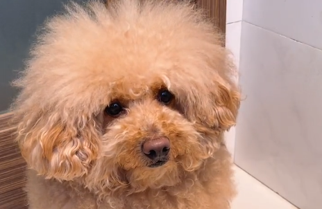 大耳朵涂涂主人是谁-宠物网问答