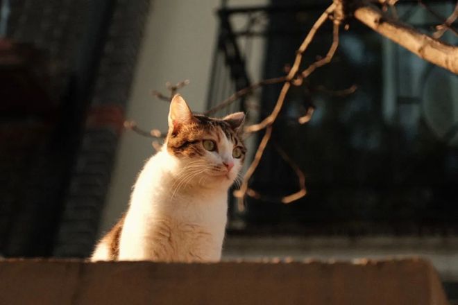 关于养宠物的3个高频问题解答|猫咪为啥总拉到猫砂盆边缘或外面 关于养宠物的3个高频问题解答|猫咪为啥总拉到猫砂盆边缘或外面