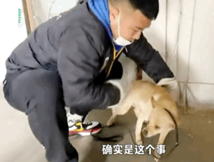 狗守护墓地11年，最后死在了主人的墓碑上