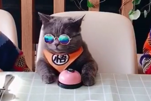 睡袋猫毛毛是谁 睡袋猫毛毛是谁