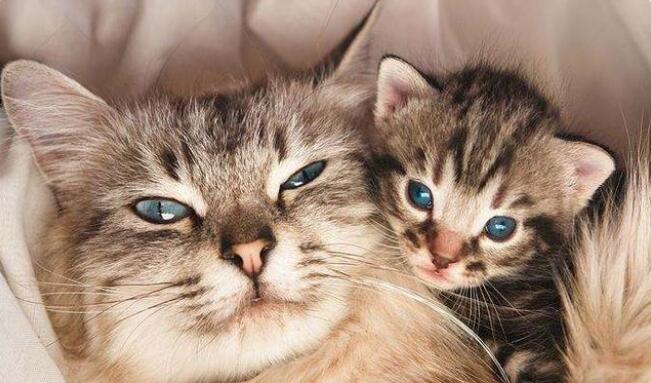 猫咪什么情况会吃自己的孩子 猫咪什么情况会吃自己的孩子