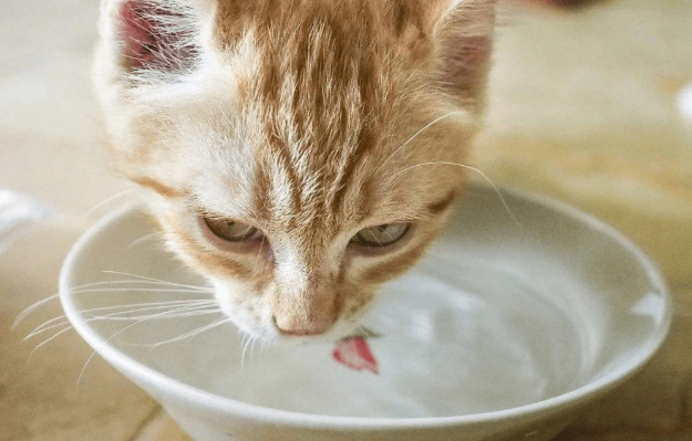 小猫咪排尿困难怎么办 小猫咪排尿困难怎么办