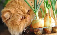 猫可以吃洋葱吗?为什么
