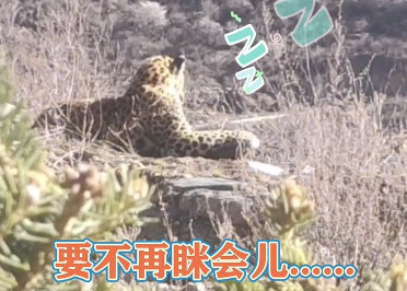 金钱豹在四川发呆晒太阳，这也太巴适啦~