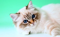 猫虱子怎么彻底去除