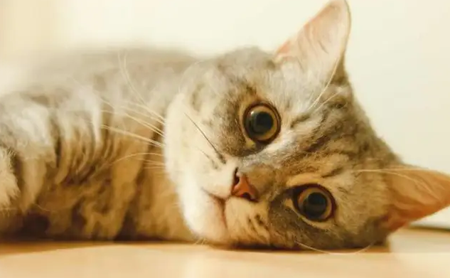 两个月大的猫咪拉肚子怎么办 两个月大的猫咪拉肚子怎么办