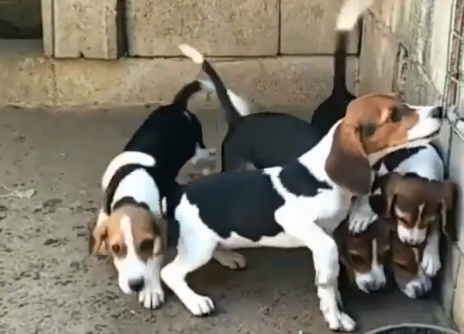猛犬猎犬养殖基地电话.png
