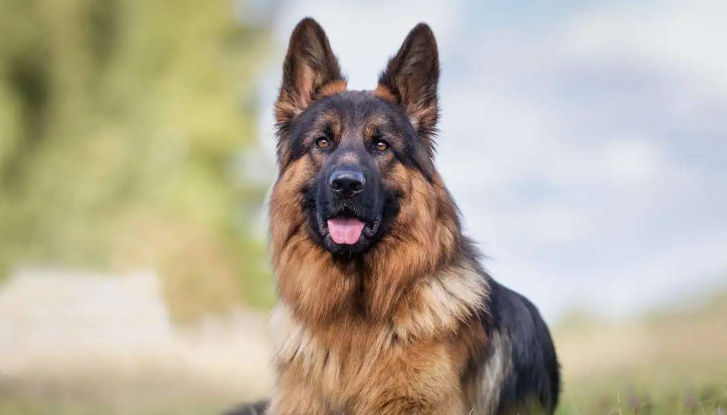 训练德国牧羊犬叼东西，不要急！