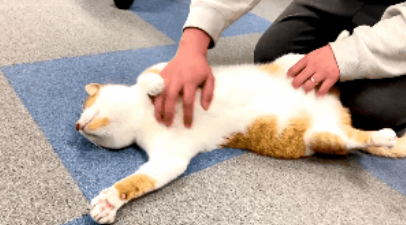 一只七岁的猫课长被逮捕，原因竟是长期要求员工加班......