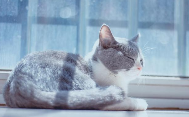宠物猫只吃猫粮可以吗