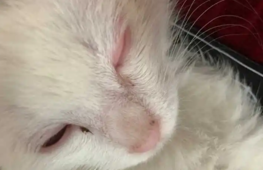 猫咪眼眶周围发红怎么办睁不开