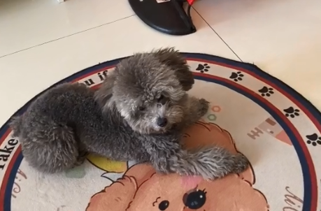 才艺泰迪屁猴子吃的什么.png