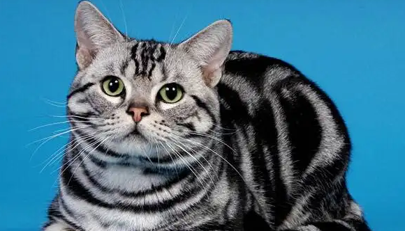 猫饭一个星期给猫吃几次