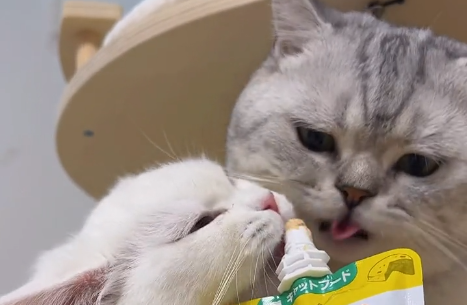 早安喵是什么品种的猫.png 早安喵是什么品种的猫.png