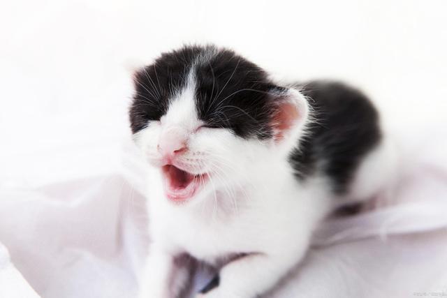 万物有灵：小猫被丢路边，痴痴等候主人回，网友：猫太傻！