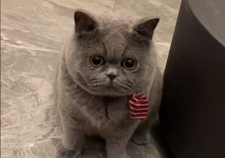 四月半福是什么品种的猫.png 四月半福是什么品种的猫.png