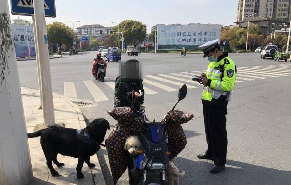 为了给宠物犬减肥 女子让狗拉电动车 为了给宠物犬减肥 女子让狗拉电动车