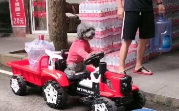 网红多多狗是真的吗