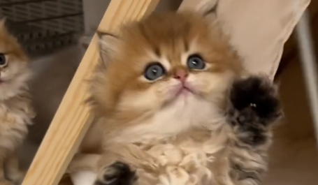 邓峰萌萌摔肿了的猫叫什么名字.png 邓峰萌萌摔肿了的猫叫什么名字.png