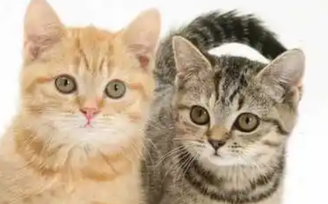 猫咪耳朵上长了一堆小痘痘是什么原因
