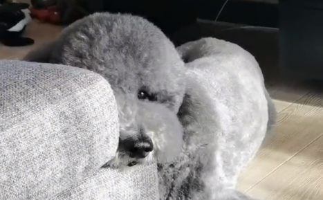 巨型贵宾犬泰迪plus是真的吗.png