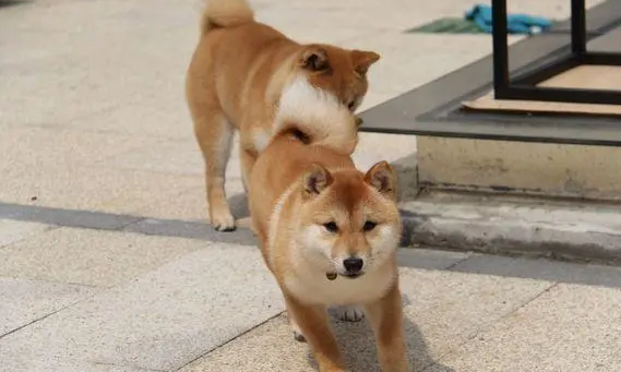 柴犬智商高吗?看完这篇文章,你就清楚了 柴犬智商高吗?看完这篇文章,你就清楚了