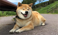狗狗一岁半相当于人类的多少岁