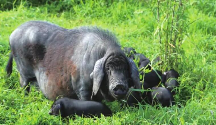 我国著名的华北型猪种淮猪