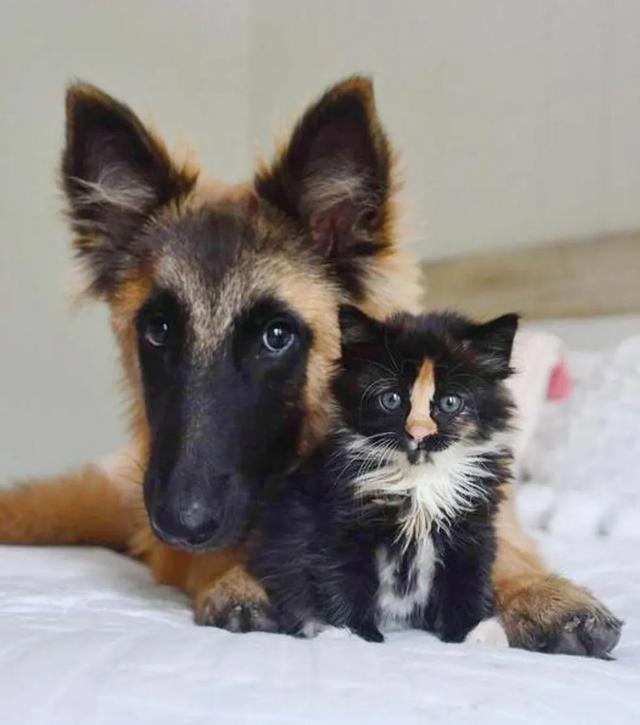 被遗弃的猫咪姐妹花幸运地被救出后,和牧羊犬交朋友 被遗弃的猫咪姐妹花幸运地被救出后,和牧羊犬交朋友