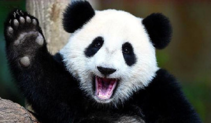 西媒述评：中国保护大熊猫做得非常出色