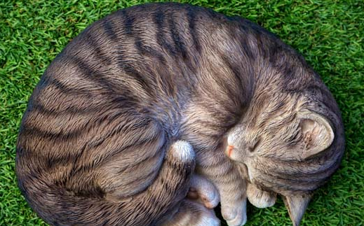 猫咪几个月可以吃冻干零食
