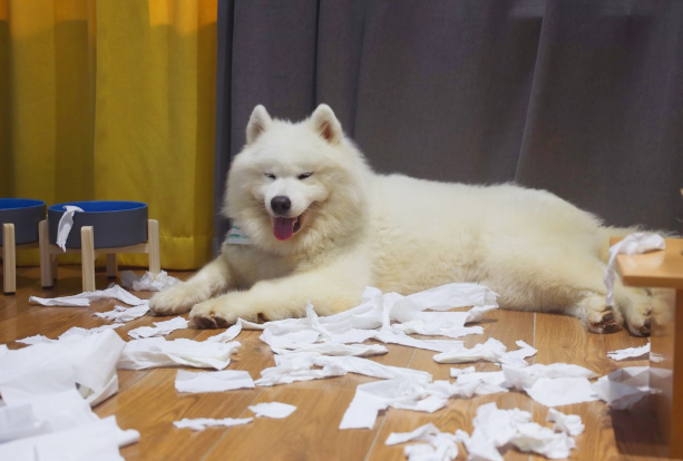 萨摩耶犬训练技巧分享,快来掌握! 萨摩耶犬训练技巧分享,快来掌握!