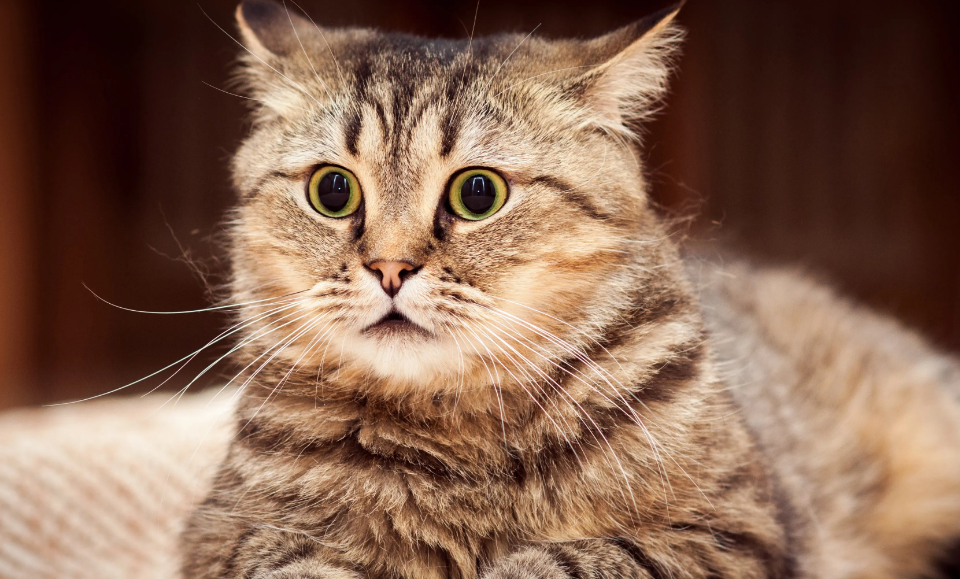 如果小猫身上有跳蚤该怎么办