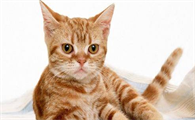 三个月的猫应该怎么喂养
