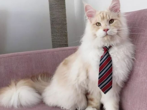 缅因猫肚子胀气,这样调理比较好! 缅因猫肚子胀气,这样调理比较好!