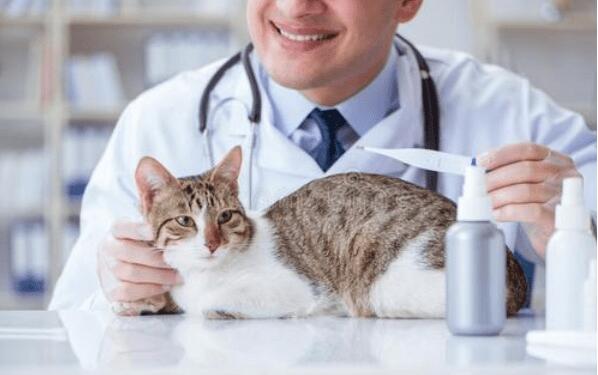 猫用什么体外驱虫药效果最好 猫用什么体外驱虫药效果最好