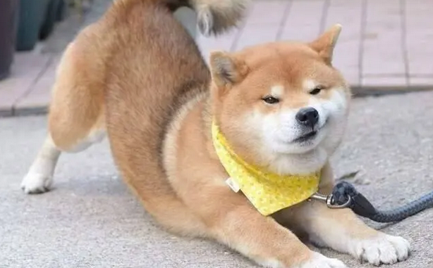 狗狗半夜一直叫怎么办是什么原因 狗狗半夜一直叫怎么办是什么原因