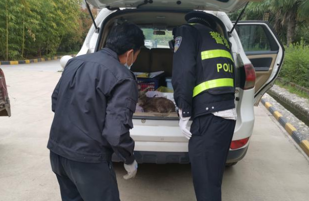 清明假期鄠邑民警成功救助一只国家二级保护动物“斑羚” 清明假期鄠邑民警成功救助一只国家二级保护动物“斑羚”