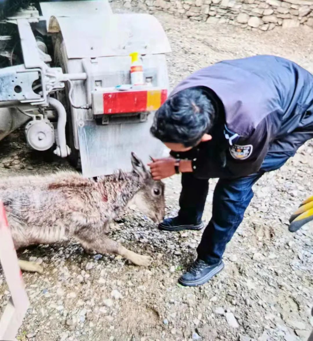 【乡城零距离】救助野生动物 共建和谐自然 【乡城零距离】救助野生动物 共建和谐自然