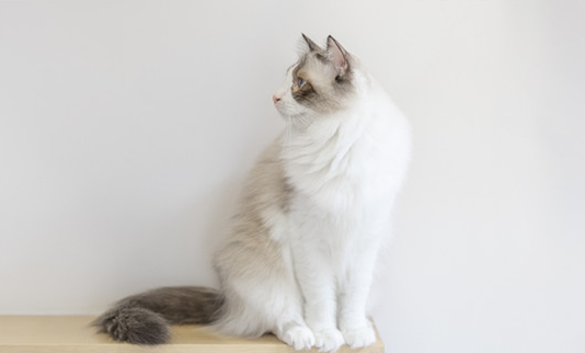 猫鼻炎有些什么症状 猫鼻炎有些什么症状
