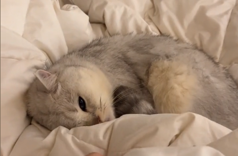 弟弟是只大脸猫是什么品种.png