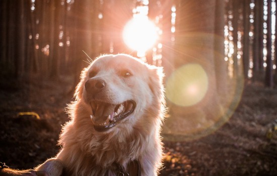 想知道怎么让金毛犬握手,就来看看这篇文章! 想知道怎么让金毛犬握手,就来看看这篇文章!