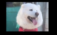 萨摩耶糯米在哪里