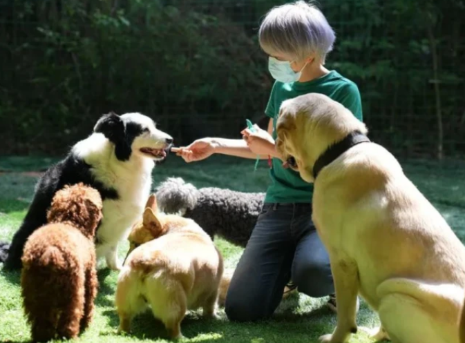 疫情之下！中国多地尝试宠物集中托管帮助养宠家庭