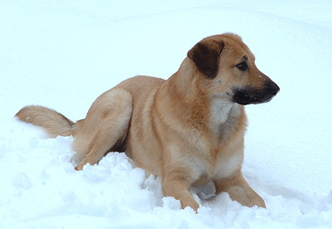 奇努克犬护主训练教程，你学会了吗？
