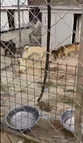 紧急求助！三百只流浪猫狗已经断粮，一起帮帮它们吧！