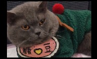 糖豆是只猫主人是谁